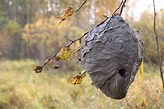 Large Bee Hive Free Stock Photo - Public Domain Pictures