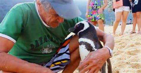 Un pingouin parcourt plus de 8 000 km chaque année pour voir l'homme
