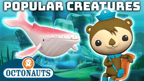 Octonauts Popular Creatures 100 Mins Cartoons For Kids