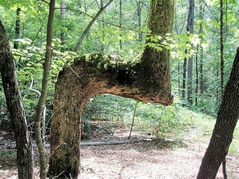 This Odd Shaped Tree Is A Native American Trail Tree Native Americans