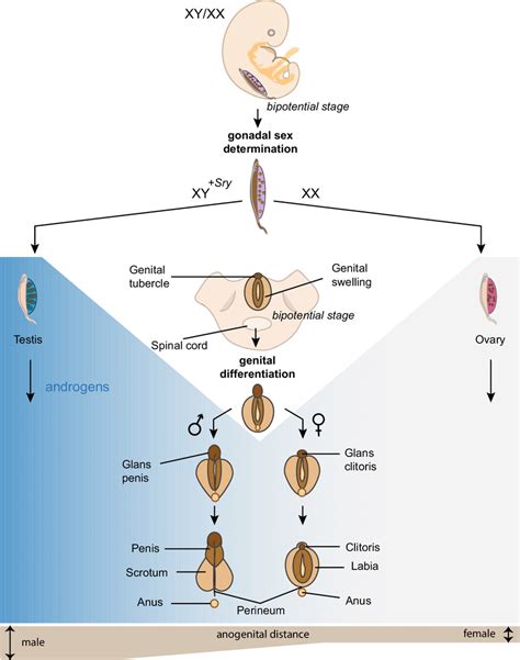 Development Of Mammalian External Genitalia Initially Male Xy And