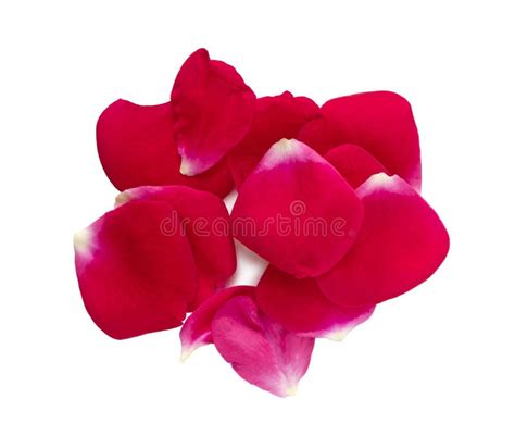 Red Flower Petals Isolated Stock Photo Image Of Group Background