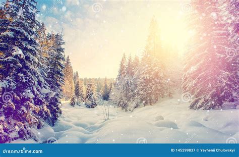 Breathtaking Winter Landscape Sunlight Sparkling In The Snow