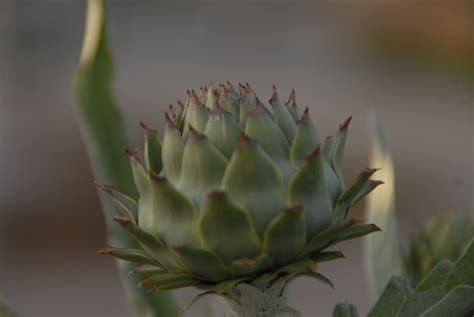 Artichoke Flower Artichoke Flower Succulents Plants