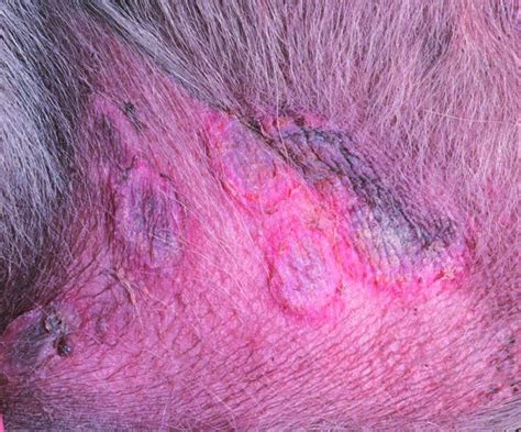 Treating Canine Superficial Pyoderma In The Era Of