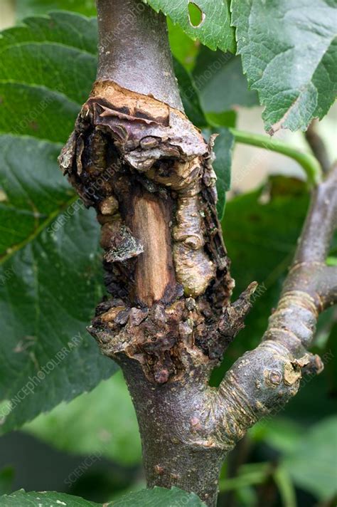 Canker Infection Of An Apple Tree Stock Image C0340027 Science