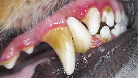 Gingivitis In Dogs Symptoms Causes And Treatments Dogtime