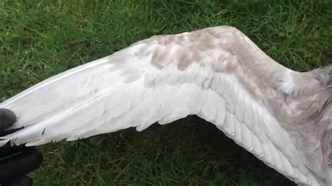 Wing Anatomy Bird