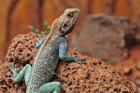Male Agama Lizard 6561b Kenya Africa Safari Sunday Flickr