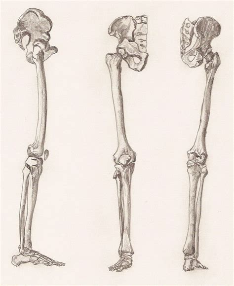 Bone structure consists of a number of layers. human leg bone anatomy | Human leg, Leg bones, Anatomy