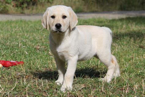 Yellow Labs And Yellow Labrador Puppies