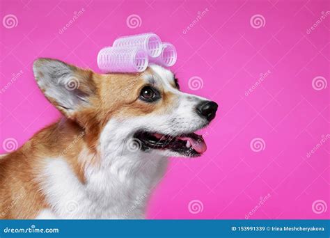 Funny Dog Pembroke Welsh Corgi With With Curlers On A Pink Studio