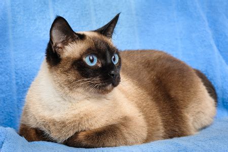 They love to be around humans, other cats or siamese cats try to gain the attention and affection of their owner. Siamese Cats are Elegant Busy-Bodies | The Contemporary ...