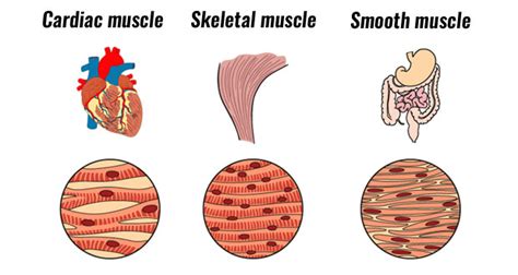 Keep reading to learn what all the other muscle jargon means! Types of Muscle - TeachPE.com