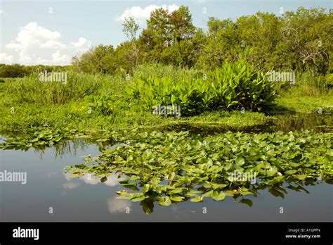 Manatee Lagoon Waterway Park Hi Res Stock Photography And Images Alamy