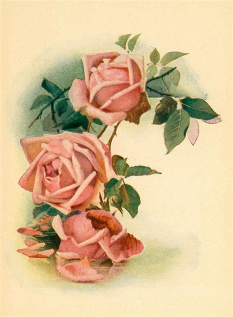 Vintage Roses Розы