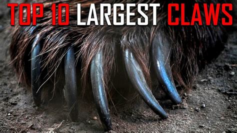 Top 10 Animals With The Largest Razor Sharp Claws Youtube