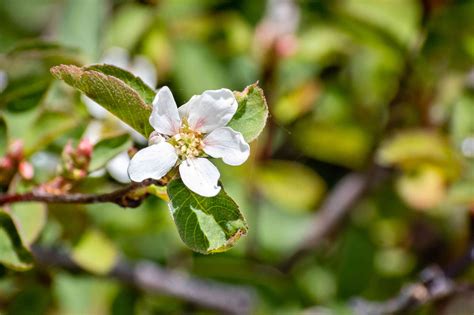 9 Recommended Species Of Serviceberry Trees And Shrubs