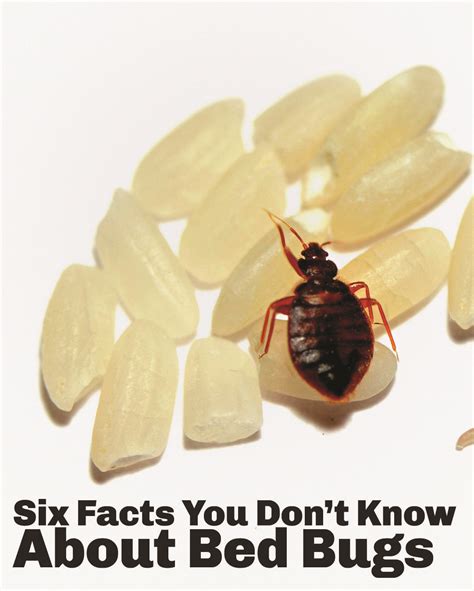 The Wacky And The Weird Facts You May Not Know About Bed Bugs Termite