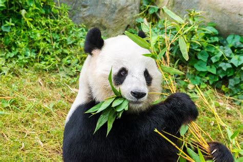 Giant Panda Eating Stock Photo Image Of Orient Bear 26306424