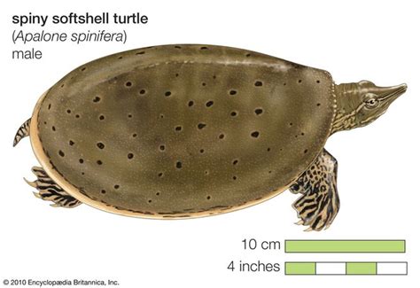 Softshell Turtle Reptile