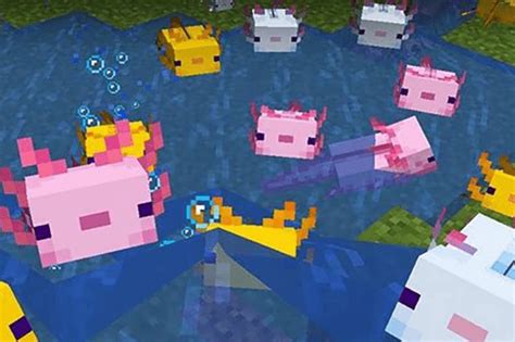 Minecraft Axolotls Where To Find How To Tame And Breed And What They Eat