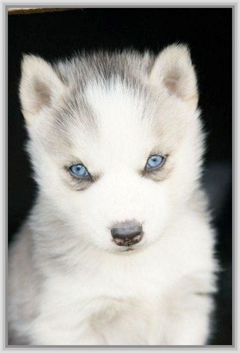 American Husky Puppy With Blue Eyes Dog Pictures Blog Cute Animals