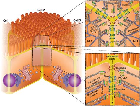 Schematic Representation Of The Basic Structural Transmembrane And