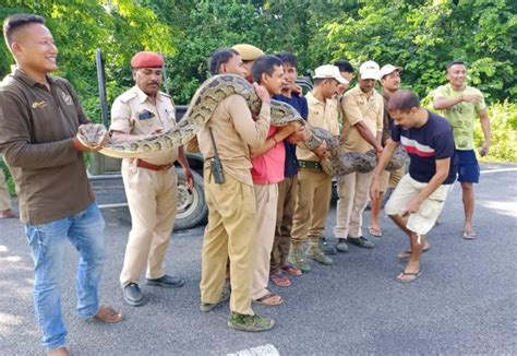 Assam 149 Ft Long Burmese Python Rescued In Baksa Safely Released