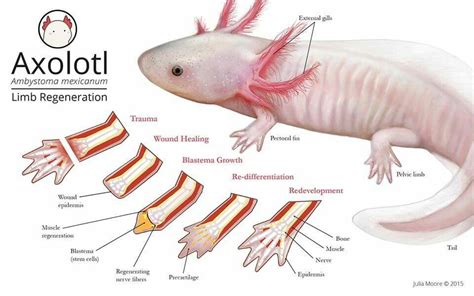 Axolotl Limb Regeneration Axolotl Axolotl Pet Axolotl Care