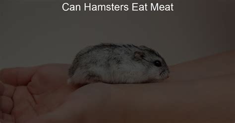 Can Hamsters Eat Meat Lil Hamster Love