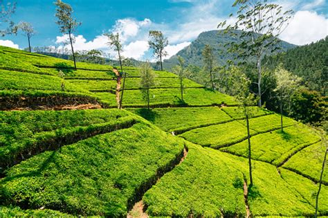Many sri lanka holidays feature a day or two exploring tea plantations, usually those located in the central highlands. Tea Plantations In Nuwara Eliya Sri Lanka Stock Photo - Download Image Now - iStock