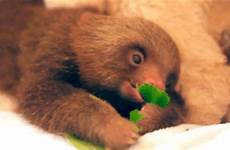 sloth baby animal gif eating animals gifs lettuce cute hungry chewing sloths cutest ever gifrific giphy food