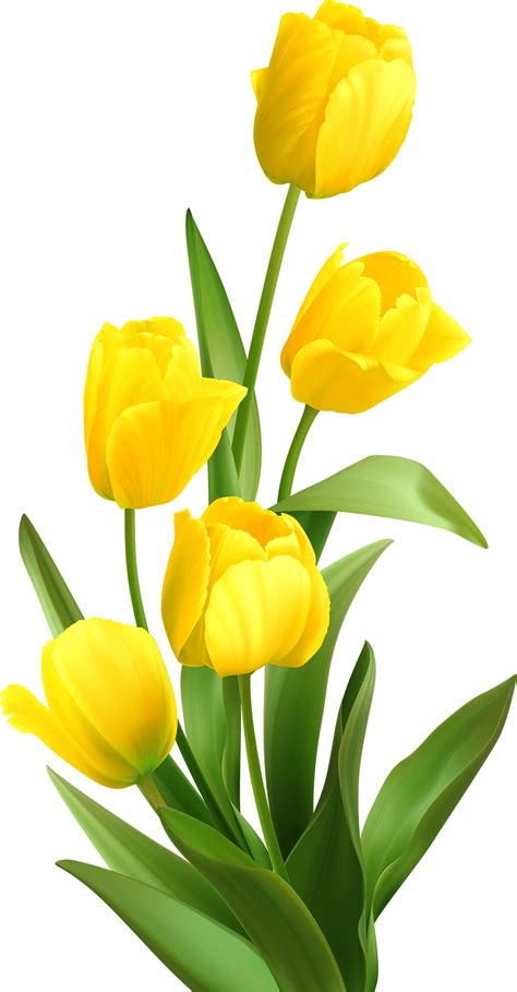 Spring Yellow Tulips Free Vector Yellow Flower Art Yellow Tulips