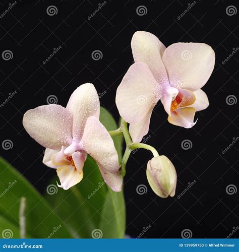 Salmon Pink Orchid Blossoms On Black Ground Stock Photo Image Of