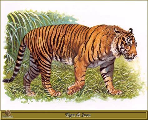 O Tigre De Java E Sua História Animais Cultura Mix