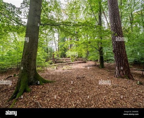 Unesco World Natural Heritage European Beech Forests Hi Res Stock