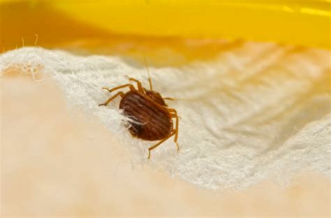 5 Dangerous Bed Bug Myths That Can Make Your Infestation Worse The