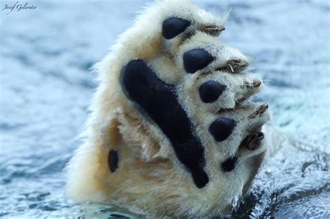 Bears Bears Bears Polar Bear Paw Polar Bear Bear Paws