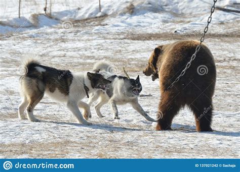 Training Dog To Hunt Bear Yakutia Russia Editorial Photography