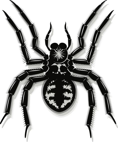 Spider Web Drawing Line Art Southern Black Widow Vector Graphics