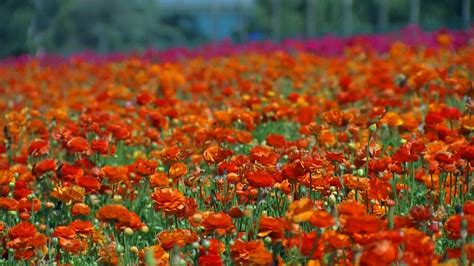 Carlsbad Flower Fields Immerse Yourself In The Natural Beauty