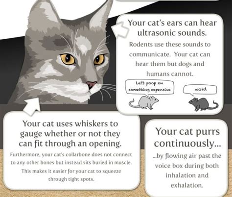 Interesting Facts About Your Cat 8 Pics