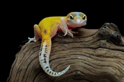 Leopard Gecko Tail Drop 5 Important Steps To Take