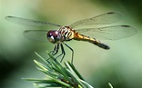 File:Dragonfly ran-387.jpg - Wikimedia Commons