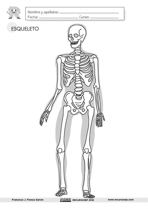 Esqueleto Humano Para Imprimir