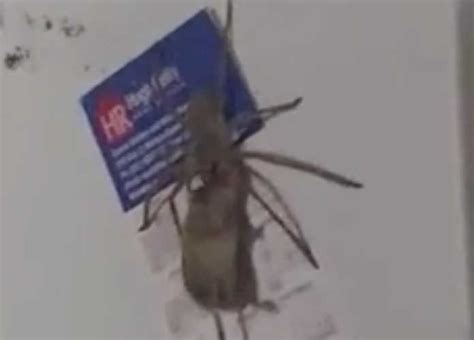 Watch Video Of Australian Spider Carrying A Mouse Goes Viral Uinterview