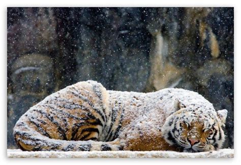 Snow Tiger Ultra Hd Desktop Background Wallpaper For Tablet Smartphone