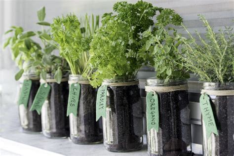 Guide To Growing Herbs In Mason Jars Happysprout