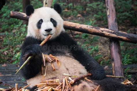 Giant Panda Looking At Camera And Eating Bamboo Stock Image Image Of